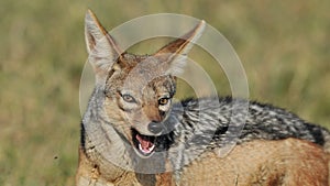 Jackal in the wild