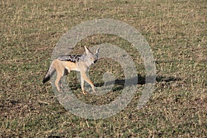 Jackal in the wild
