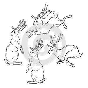 Jackalope hare with horns folklore magic animals set hand drawn line art gothic tattoo design isolated vector illustration