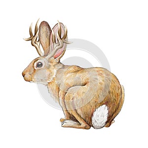 Jackalope myth rabbit creature watercolor illustration. Hand drawn wild mythological animal. Rabbit with horns vintage