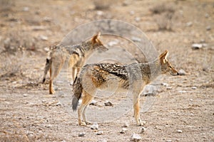 Jackals