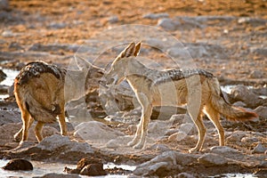 Jackals