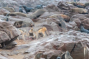 Jackals eating from a Seal Cadaver