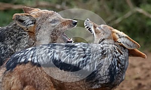 Jackals Fighting with Teeth Showing