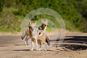 Jackals kruger park South Africa safari animal