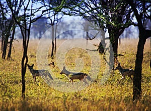 Jackals on savanna. Safari in Serengeti, Tanzania, Africa