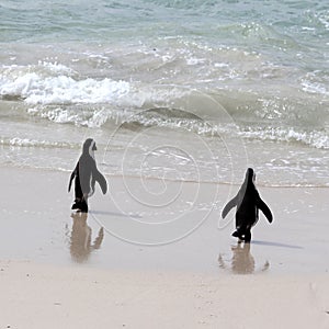 Jackass or Black-footed penguin (Spheniscus demersus) on Boulders Beach in Cape Town : (pix Sanjiv Shukla)