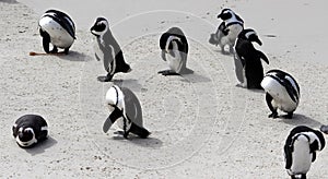 Jackass or Black-footed penguin (Spheniscus demersus) on Boulders Beach in Cape Town : (pix Sanjiv Shukla)