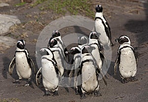 Jackass Penguin or African Penguin, spheniscus demersus, Group of Adults, Colony at Betty`s Bay in South Africa