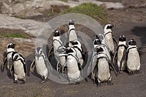 JACKASS PENGUIN OR AFRICAN PENGUIN spheniscus demersus, GROUP WALKING TO SHORE, BETTY`S BAY IN SOUTH AFRICA