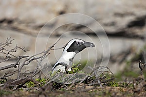 Jackass Penguin or African Penguin, spheniscus demersus, Head of Adult emerging from bush, Betty`s Bay in South Africa