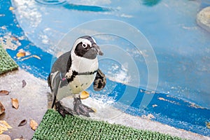Jackass Penguin aka African Penguin in captivity