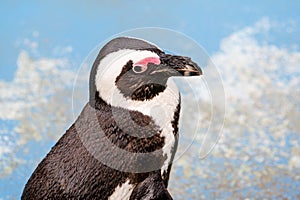 Jackass Penguin also known as African penguin in captivity