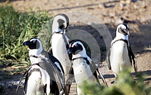 Jackass Penguin Colony at Stony Point National Reserve in Betty`s Bay on the South African Fynbos Coast