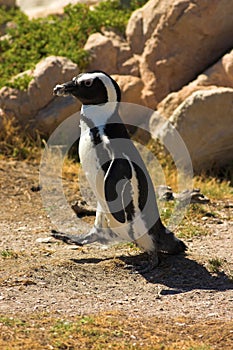 Penguin (Demersus Spheniscus) photo