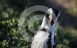 Jackass Penguin at Stony Point National Reserve in Betty`s Bay on the fynbos coast of South Africa