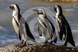 Penguin on the trot, Cape Town, South Africa