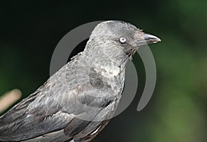 Jackdaw