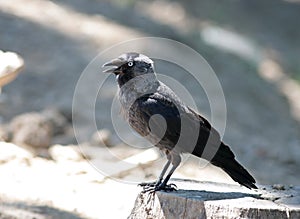 Jackdaw photo