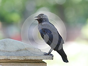 Jackdaw