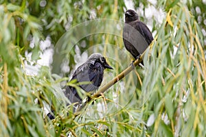 Jackdaw