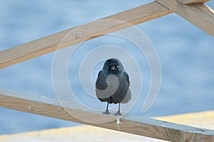 Jackdaw