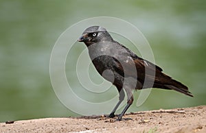 Jackdaw