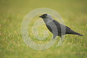 Jackdaw