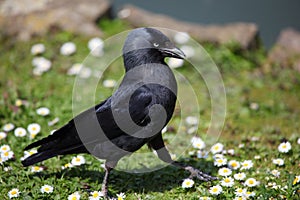 Jackdaw photo