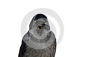 Jackdaw bird