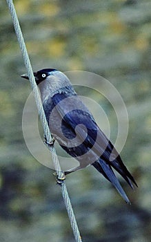 Jackdaw bird clinging on to nautical rope.