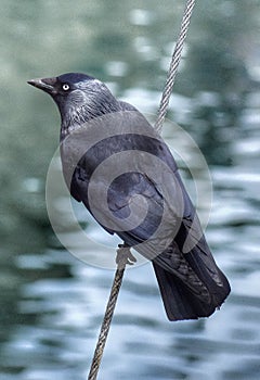 Jackdaw bird clinging on to nautical rope.