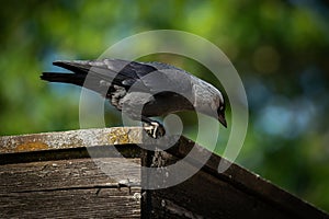 Jackdaw Bird Perched on Wooden Fence