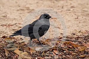 Jackdaw Bird on a Sandy and Seaweed Beach