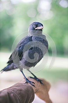 jackdaw bird standing on man's arm