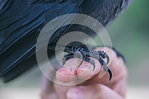 jackdaw bird standing on woman& x27;s fingers