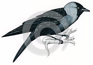 Jackdaw on a branch (Corvus monedula) photo