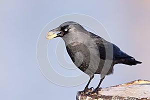 Jackdaw with cake in its beak