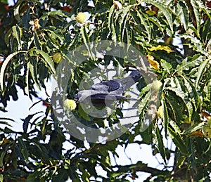 Jackdaw collecting sweet chestnuts from a tree