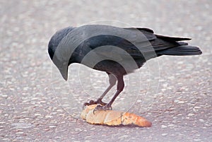 Jackdaw - Coloeus monedula