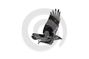 Jackdaw Coloeus monedula crow