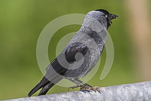 Jackdaw (Corvus moledula)
