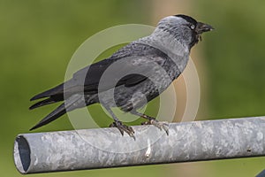 Jackdaw (Corvus moledula)