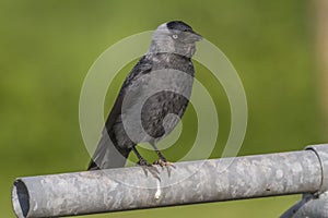 Jackdaw (Corvus moledula)