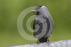 Jackdaw (Corvus moledula)