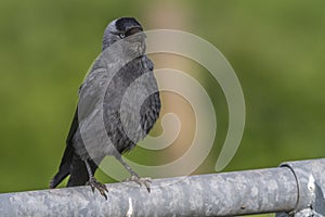 Jackdaw (Corvus moledula)