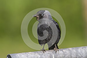 Jackdaw (Corvus moledula)