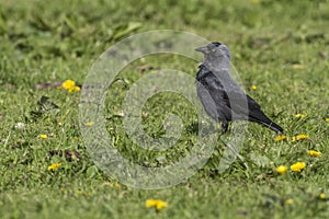 Jackdaw (Corvus moledula)