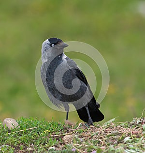 Jackdaw (Corvus monedula