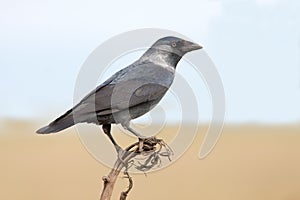 The Jackdaw (Corvus monedula) photo